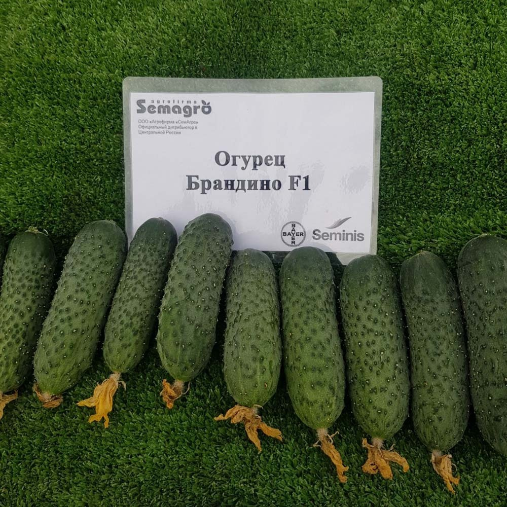 Брандино F1 семена огурца партенокарпического (Seminis / Семинис)