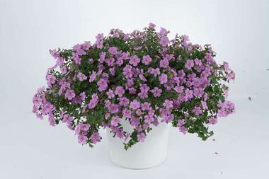1016 Бакопа SCOPIA GULLIVER PINK (ВЕСНА 2025)