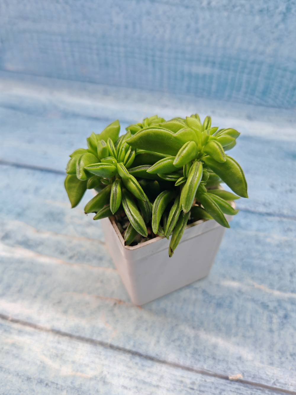 Peperomia Dolabriformis (Пеперомия)