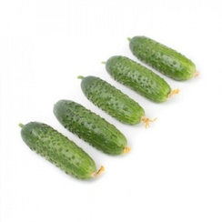 ТРИОЛЕ F1 семена огурца (Rijk Zwaan | Alexagro)