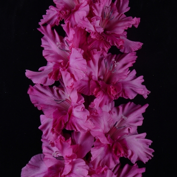 Гладиолус крупноцветковый Сиреневая Алея