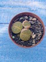 Lithops sp. (Литопсы)
