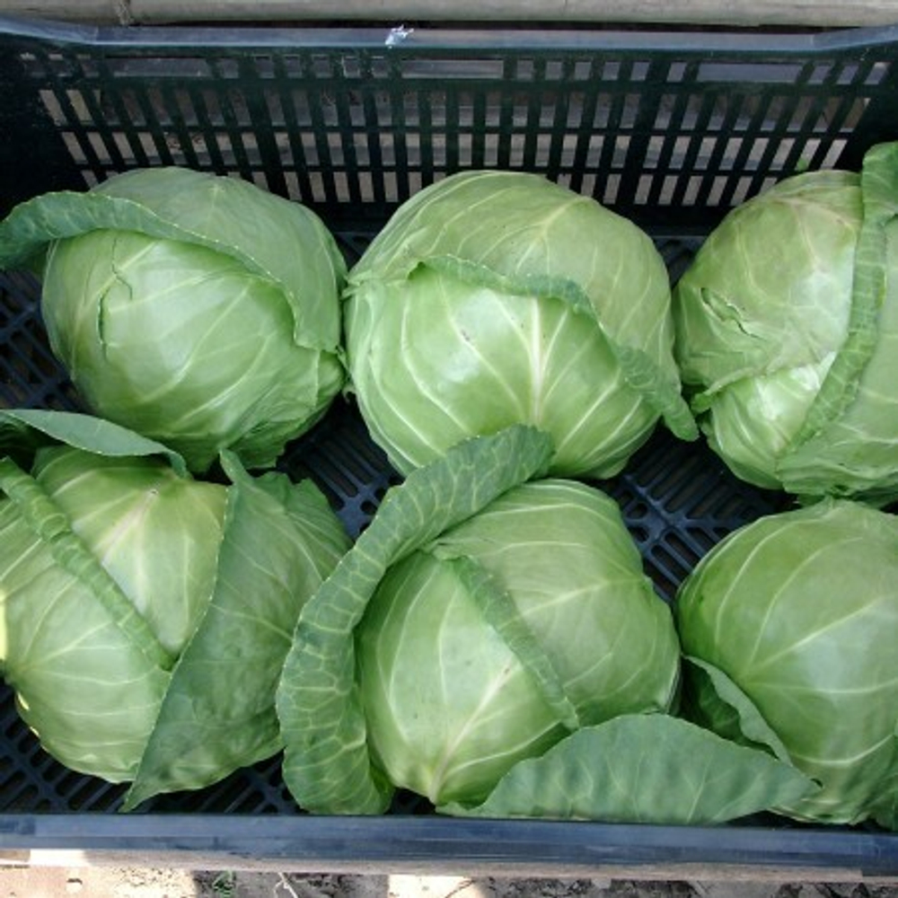 Етма F1 семена капусты белокочанной (Rijk Zwaan / Райк Цваан)