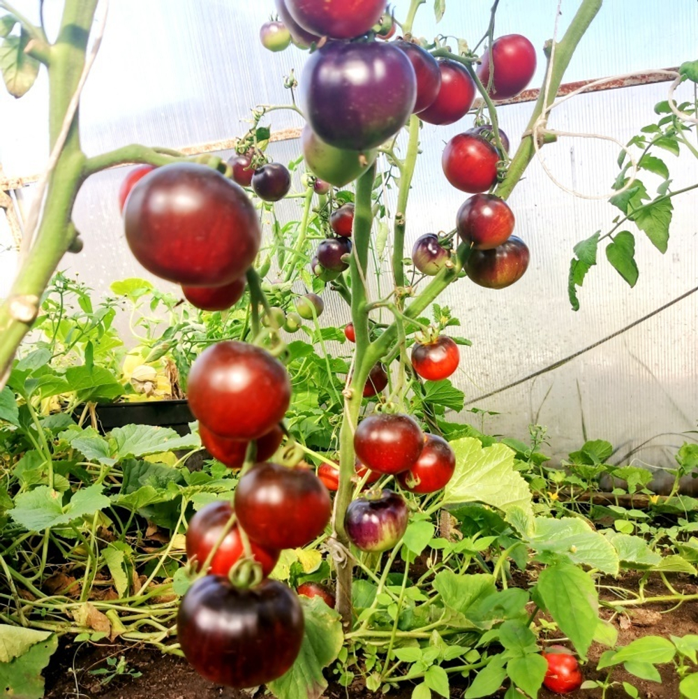 Помидоры Черная Бабочка - Black Butterfly Tomato