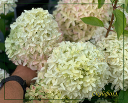 Гортензия метельчатая Скайфолл - Небесное Падение (Hydrangea paniculata `Skyfall`)