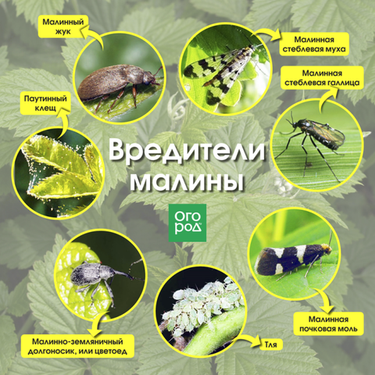 Малина созревает, а жуки и осы уже тут как тут. Как спасти урожай?