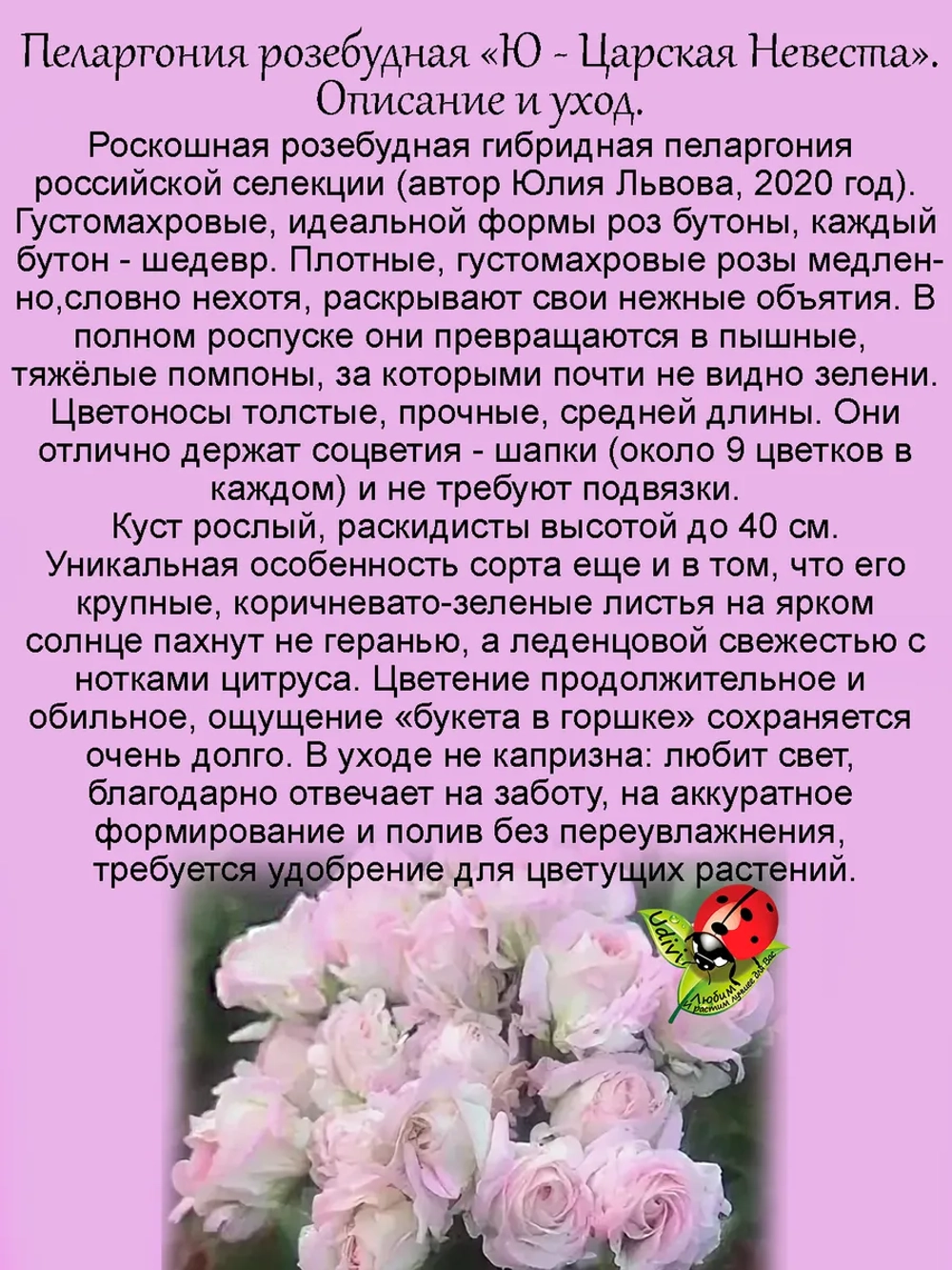 Пеларгония Ю Царская Невеста розебудная