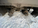 Shacman (Shaanxi) SX* 8x4 Самосвал SX33186T366 (Дизельный, 11,6 л, 369 л.с., МТ)