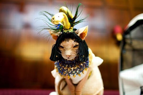 Кошачья мода: роскошь и издевательство