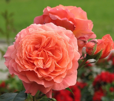 BELVEDERE (Бельведер)