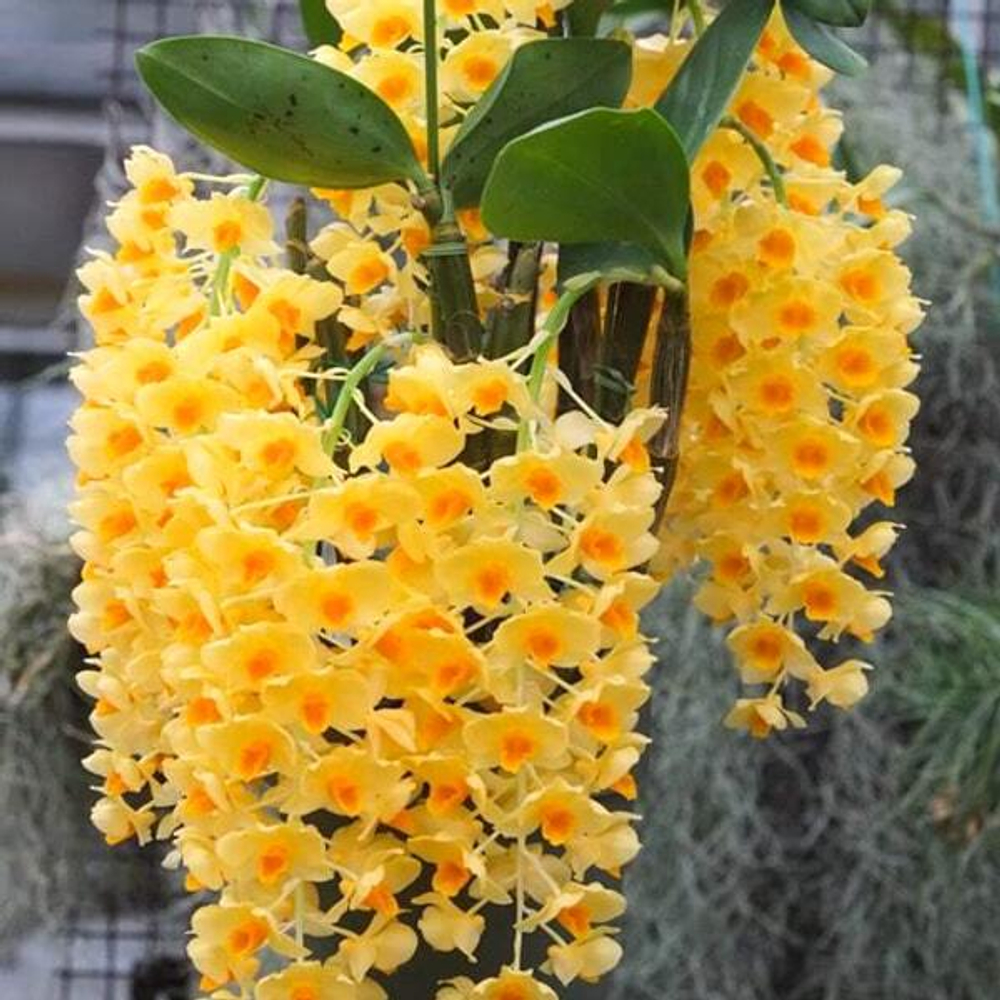 Орхидея DENDROBIUM GRIFFITHIANUM