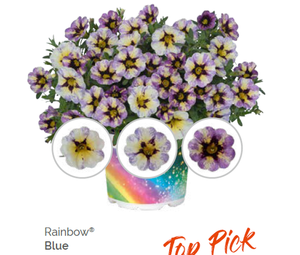 Калибрахоа Rainbow Blue укорененный черенок ОКС февраль 26 Dummen Orange