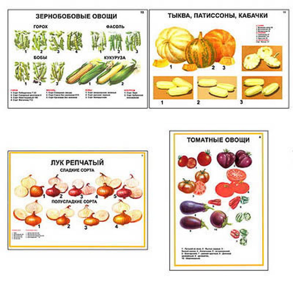 Плакаты ПРОФТЕХ &quot;Ассортимент овощных культур&quot; (12 пл, винил, 70х100)