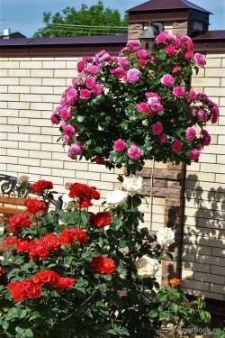 Роза Баронесса штамб 90 см Закупка М21 весна 2026