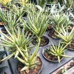 Сансевиерия FRANCISII YELLOW VAR