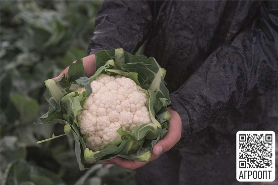 Алькала F1 семена капусты цветной (Bejo / Бейо) продукт – фото 2