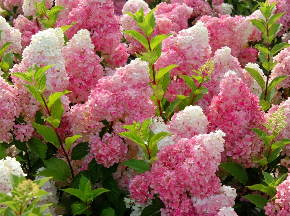 Гортензия метельчатая «Сандей Фрайз» (Hydrangea paniculata 'Sundae Fraise' / 'Rensun')