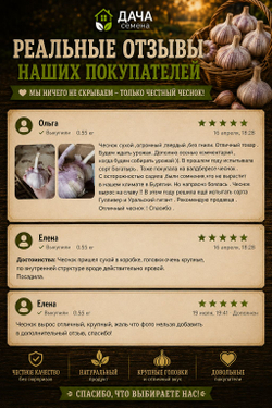 Чеснок озимый Добрыня 300 г, посадочный материал, семенной чеснок, крупные зубки, морозостойкий сорт