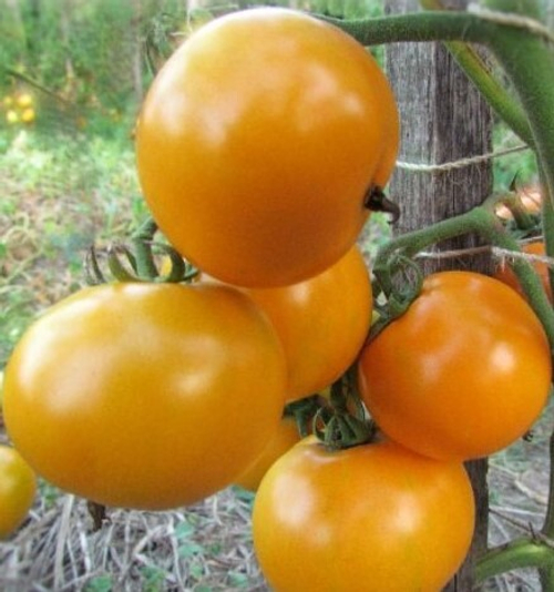 Гном Жёлтый Жасмин Dwarf Jasmine Yellow