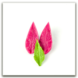 Листья колокольчика