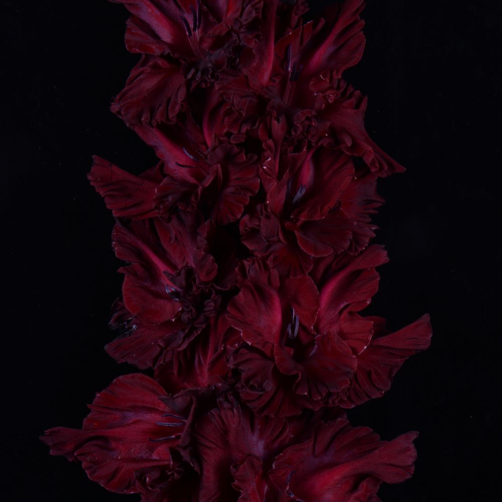 Гладиолус крупноцветковый Мурсалина