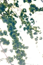 Цифровое панно ID Wall SPRING