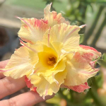 Адениум SOI SANGWAN