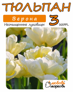Тюльпан Луковица, Верона, 3+ шт