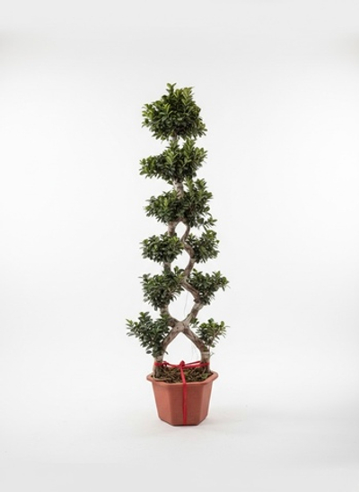Фикус Large 8-character Ficus д.48