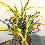 Кротон JAO NGO