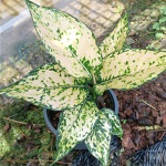 Аглаонема GOLDEN KAMKOON