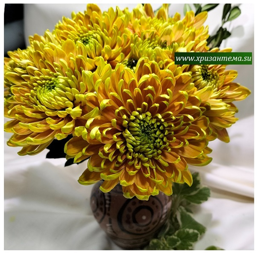 Хризантема крупноцветковая Rossano Elizabeth /О.101 /поставка весна 2026г/
