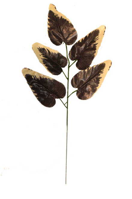 Ветка плюща сердцевидного