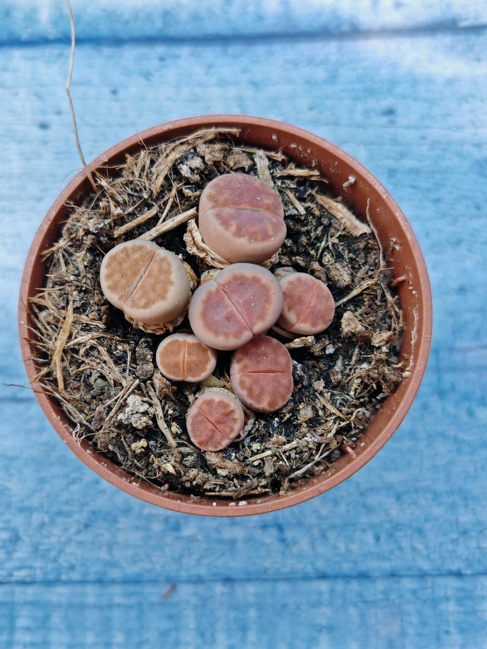 Lithops sp. (Литопсы)