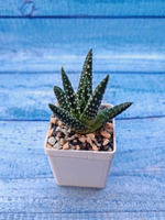 Haworthia Margaritifera (Хавортия)