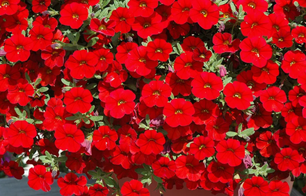 ЕВРО Calibrahoa Calistatic Bright Red. ОКС укорененный черенок. 15-20 февраля