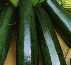 Тосха F1 семена кабачка (Clause / Клос)