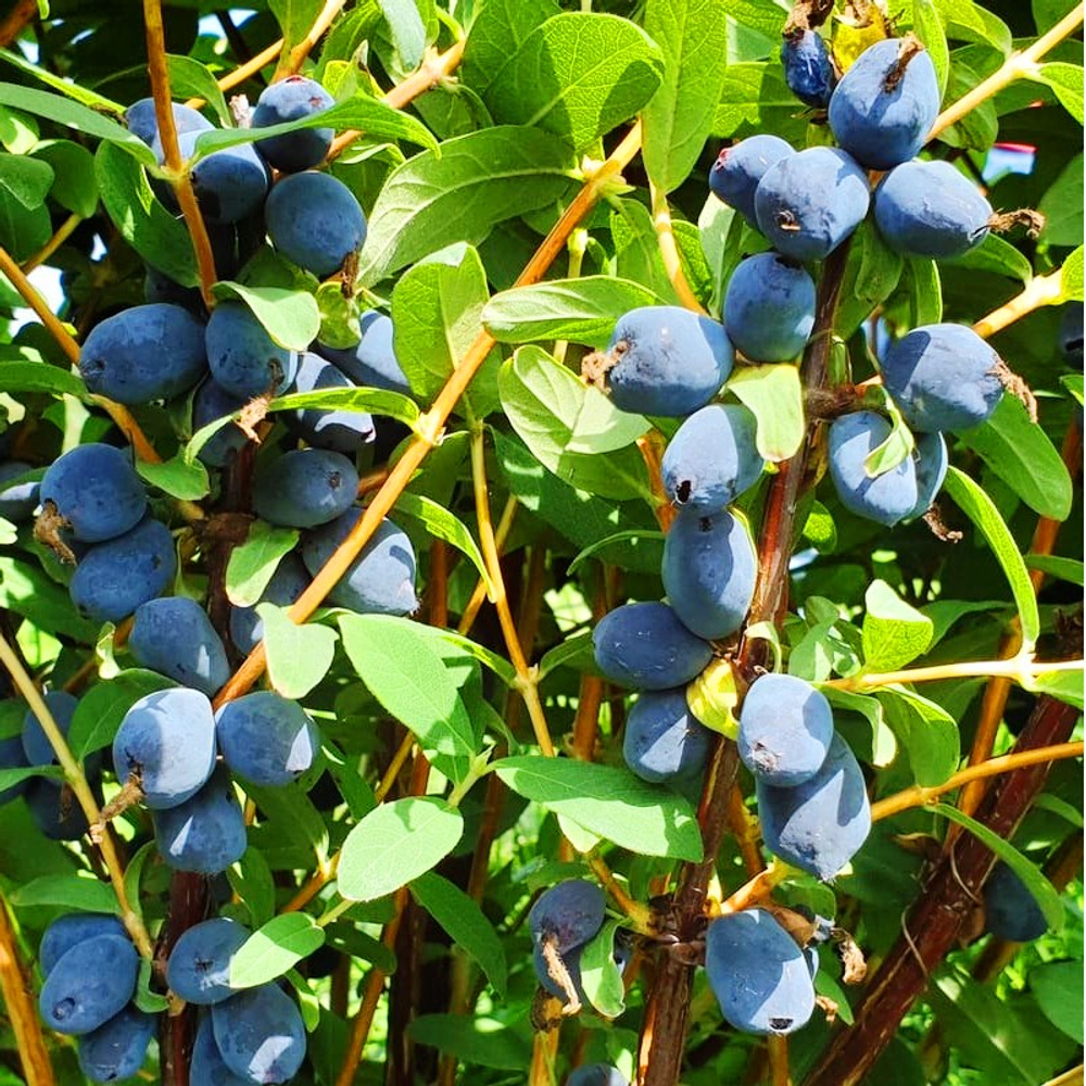 Жимолость Бореал Бьюти