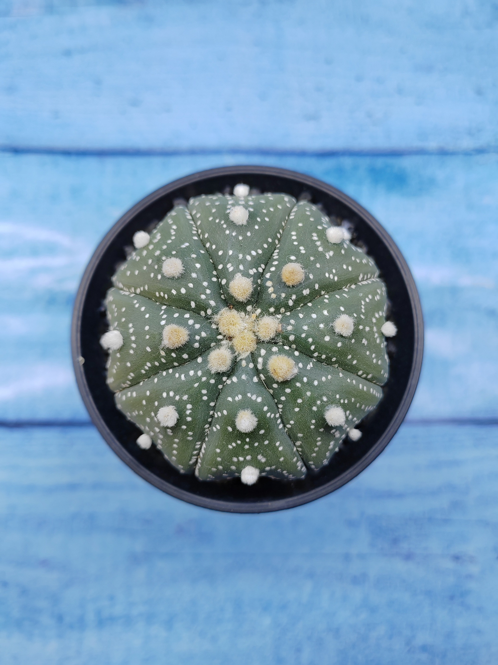 Astrophytum Asterias (Астрофитум)