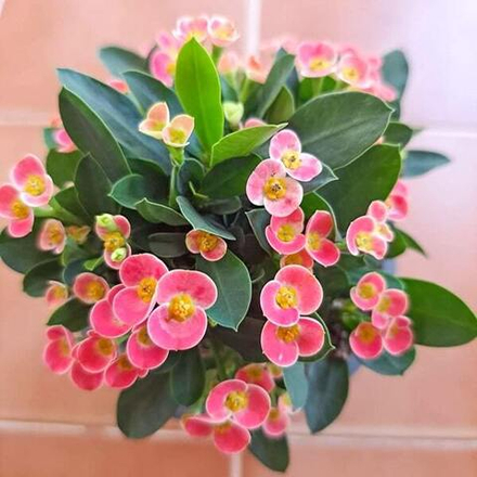 Эуфорбия Миля карликовая CHOMPHU TIP