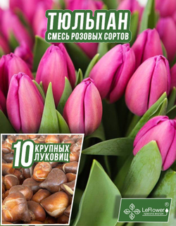 Тюльпан Луковица, Микс розовых сортов, 10шт крупные