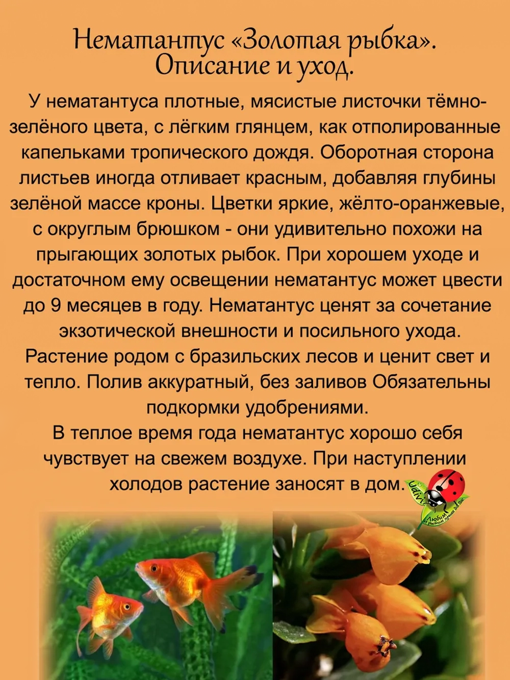 Нематантус Золотая рыбка