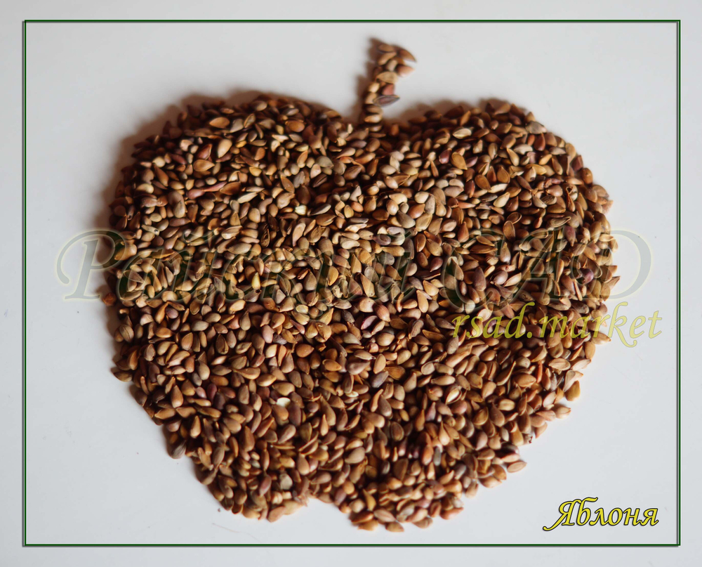 Семена Яблони для подвоя 1 кг