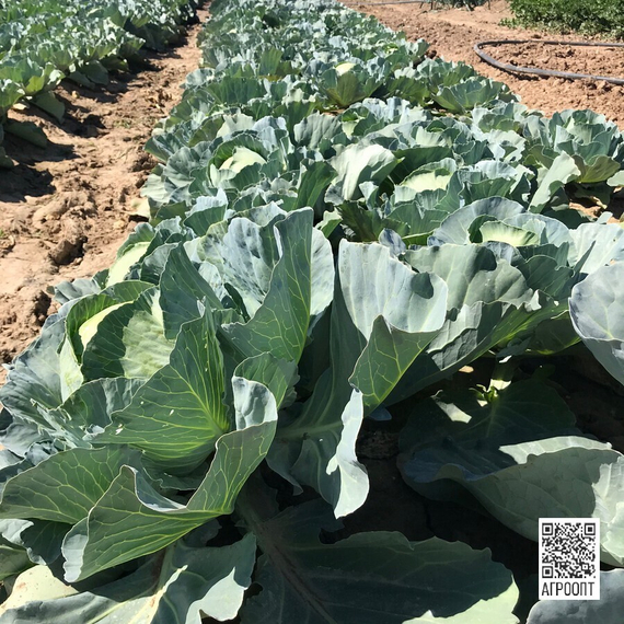 ТОПМА F1 семена капусты белокочанной (Rijk Zwaan | Alexagro) – фото 4