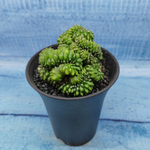 Gymnocalycium Spineless Crested form (Гимнокалициум Кристатный)