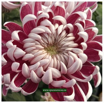 Gilbert Leigh Silve ☘ о.69 (нет в наличии)