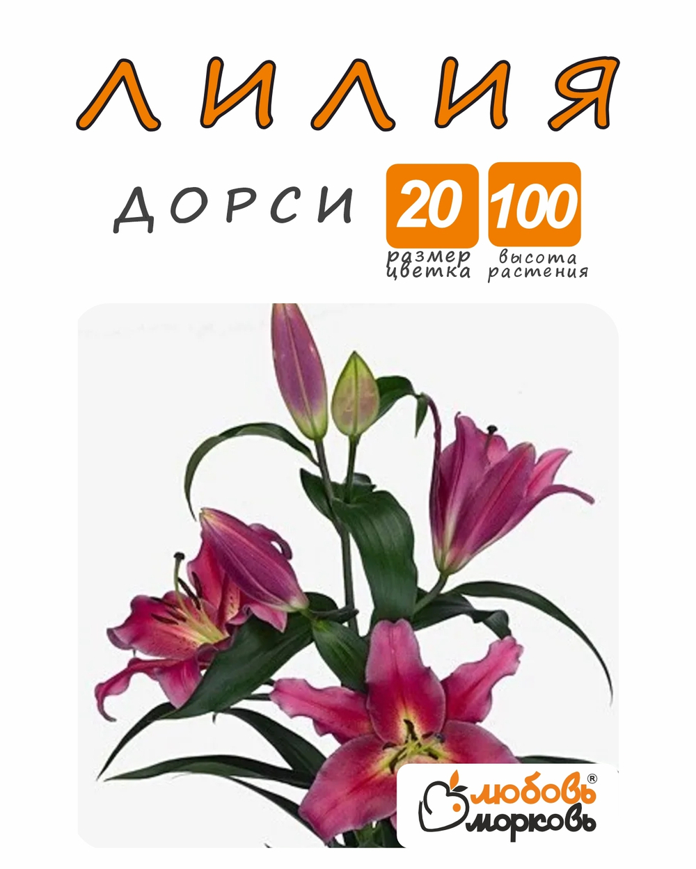 Лилия Луковица, Дорси, ОТ-гибрид, разбор 22/24, 1шт