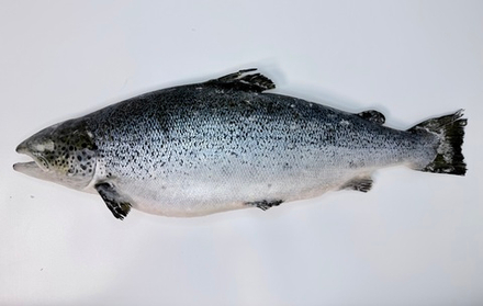 Сёмга стейки мороженные вакуум 600-750г