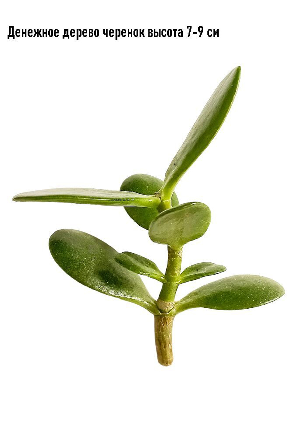 Денежное дерево Черенок 2 шт , крассула овата (Crassula ovata) высота 7- 9 см.