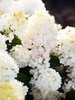 Гортензия метельчатая Литл Блоссом